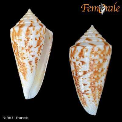 Image of cone snails