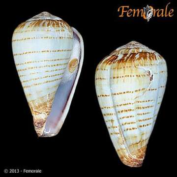 Image of Conus variegatus Kiener 1848