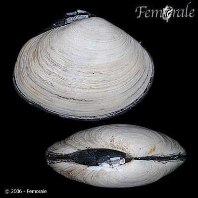 Imagem de Psammobiidae J. Fleming 1828