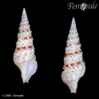 Image of Turridae H. Adams & A. Adams 1853