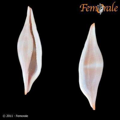 Image of Spindle Cowries