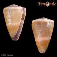 Image of cone snails