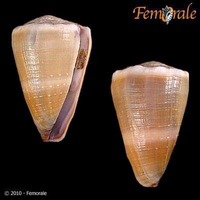 Image of cone snails