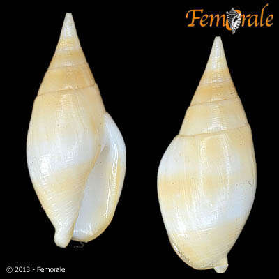 Image of Nebularia Swainson 1840