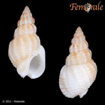 صورة Nassarius cerritensis (Arnold 1903)