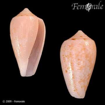 Image of Conus cocceus Reeve 1844