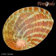 Image of Haliotoidea Rafinesque 1815