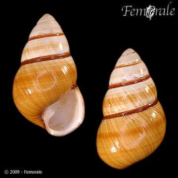 Image of Achatinella