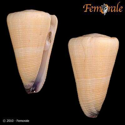 Image of cone snails