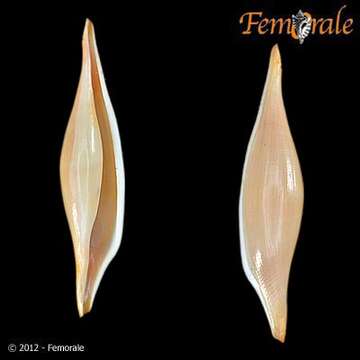 Image of Spindle Cowries