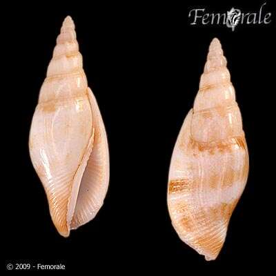 Image of <i>Strombus fusiformis</i> Sowerby 1842