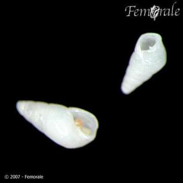 Слика од Odostomia turrita Hanley 1844