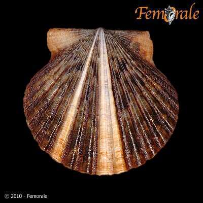 Image of Argopecten Monterosato 1889