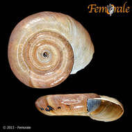 Image of ramshorn snails