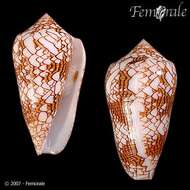 Image of Conus textile neovicarius da Motta 1982