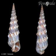 Image of Needle Whelks