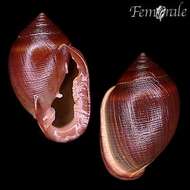 Image of Hollow-shelled, Ear-shaped, and Button Snails
