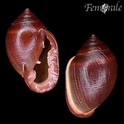Image of Hollow-shelled, Ear-shaped, and Button Snails