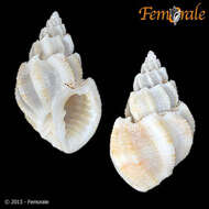 صورة Cancellariidae Forbes & Hanley 1851