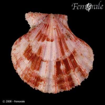 Image of Cryptopecten Dall, Bartsch & Rehder 1938