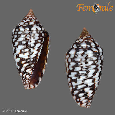 Image of Conasprella allamandi (Petuch 2013)