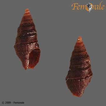 Plancia ëd Pseudomelatomidae J. P. E. Morrison 1966