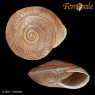 Image of Canariellidae