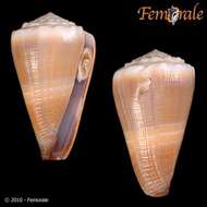 Image of cone snails