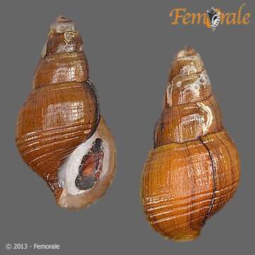 Image of Hemisinidae