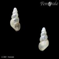 صورة Amnicolidae