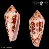 صورة Conus legatus Lamarck 1810