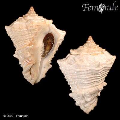 Imagem de Turbinellidae Swainson 1835