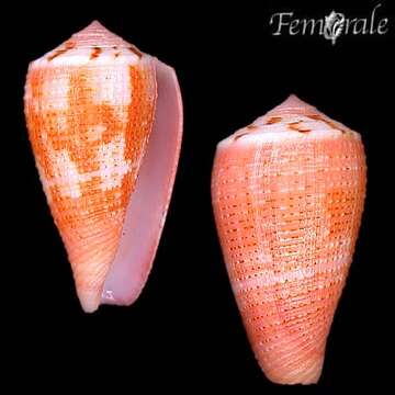 Image of cone snails