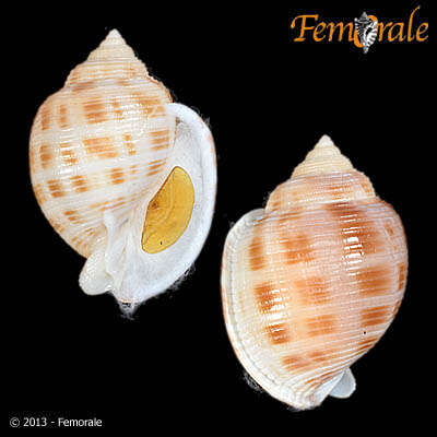 Image of Semicassis bisulcatum japonica (Reeve 1848)