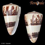 Image of cone snails