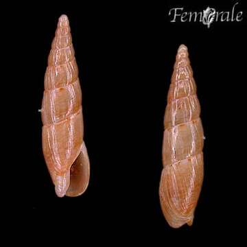 Image of dovesnail