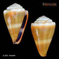 Image of cone snails