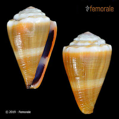 Image of cone snails