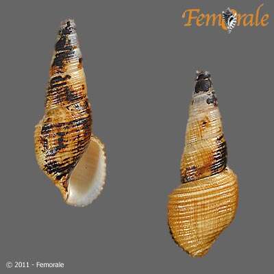 Image of Pachychilidae