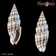 Vexillum intertaeniatum (G. B. Sowerby II 1874) resmi