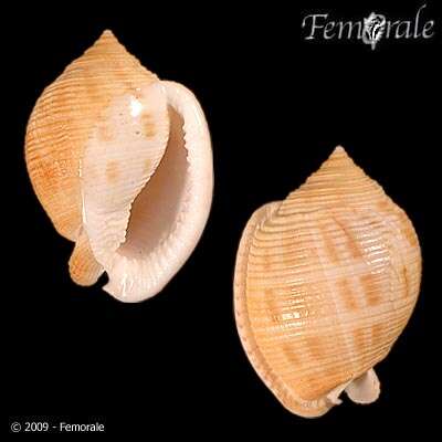 Image of Semicassis bisulcatum japonica (Reeve 1848)