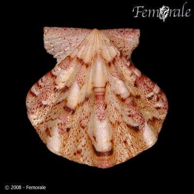 Image of Pectiniidae