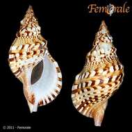 Image of triton shells