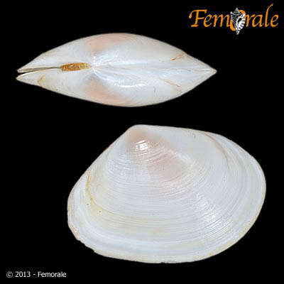 Image of <i>Macoma cumana</i> (Costa OG 1829)