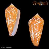 Image of cone snails