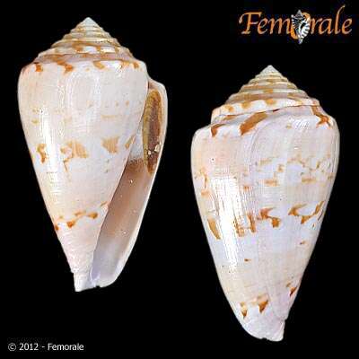 Image of cone snails