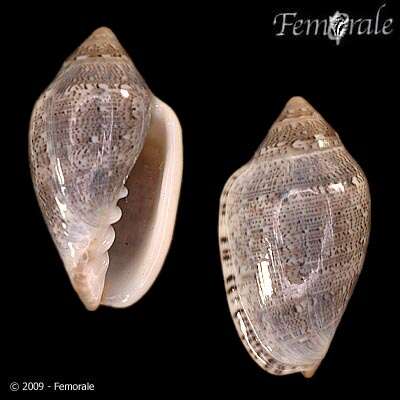 Image of Marginella Lamarck 1799