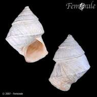 Image of <i>Bostryx reentsi</i> (Philippi 1851)