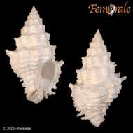 Image of Turbinellidae Swainson 1835