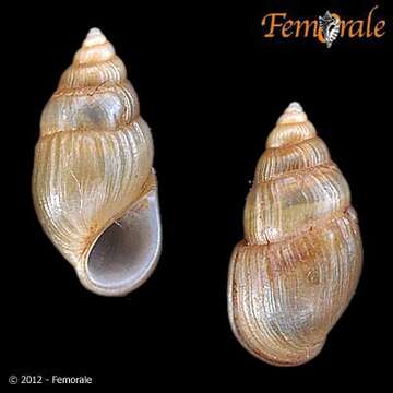 Image of Pachydrobia Crosse & P. Fischer 1876